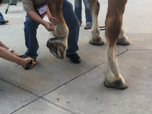equine IR Training